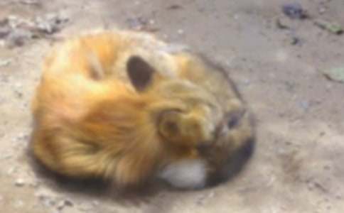 中班语言狐狸种菜教案7篇