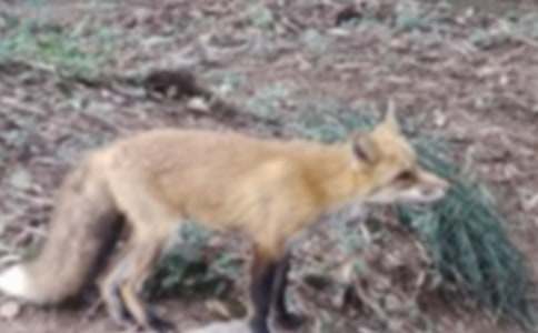 《了不起的狐狸爸爸》读后感15篇[集合]