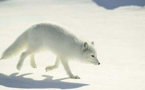 关于《狐狸和乌鸦》教案范文合集10篇