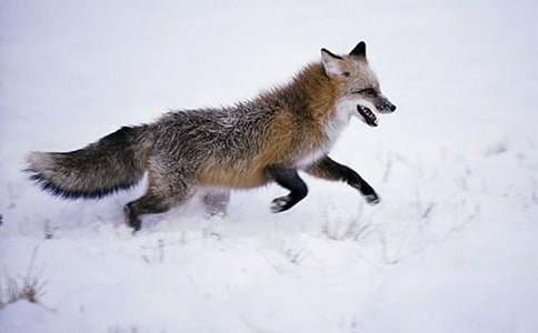 《我是一只狐狸狗》读后感