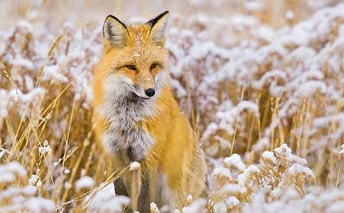 《小鸭与狐狸》小班教案