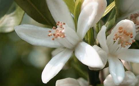 《空中花朵——降落伞》教案