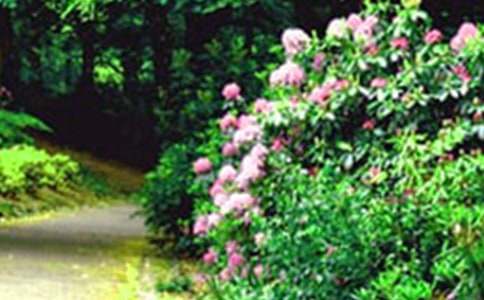 巨人的花园优秀教案