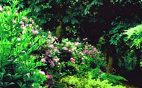 四年级巨人的花园教案