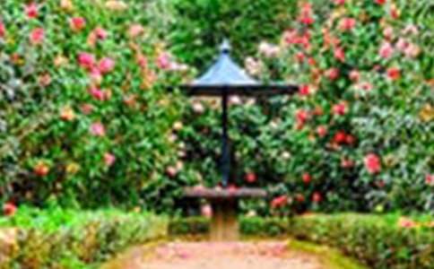 《花园墙外》观后感