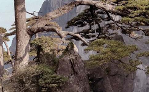 黄山导游词必备[15篇]