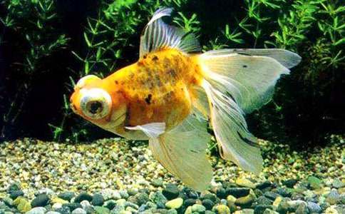 金鱼动物的作文