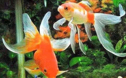 骄傲的小金鱼读后感