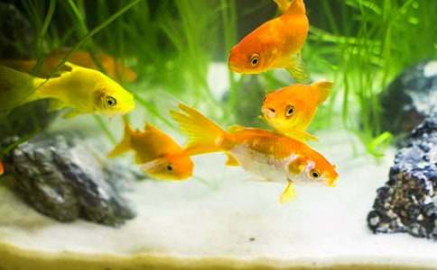 小金鱼作文[实用10篇]