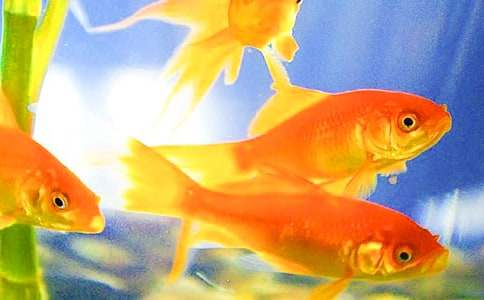 （集合）可爱的金鱼作文