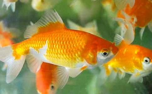 小金鱼作文（推荐）