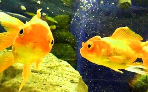 金鱼的自述作文[合集]