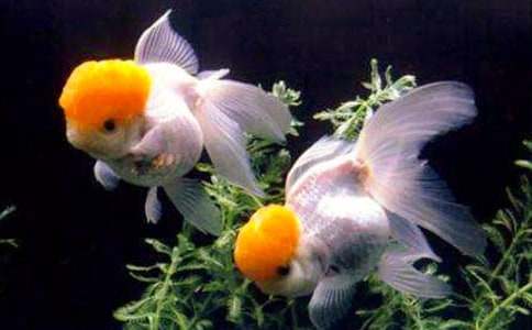 （优）小金鱼作文