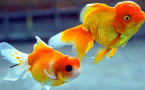 描写金鱼小学作文