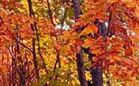 小学写景色的作文[汇总5篇]