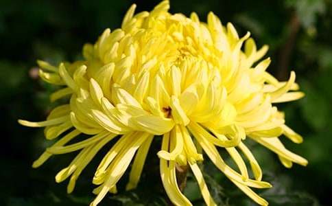 雏菊的花语是什么代表的意思,雏菊花语是什么？