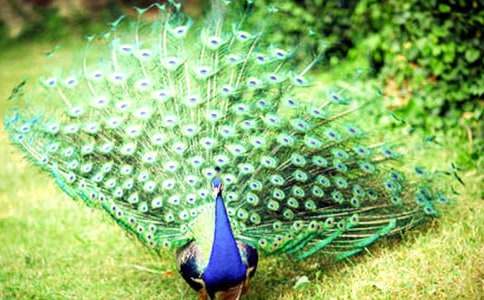 《孔雀东南飞》教案[精华]