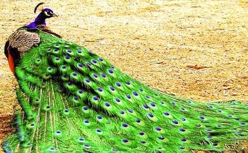 精选孔雀动物的作文汇编10篇