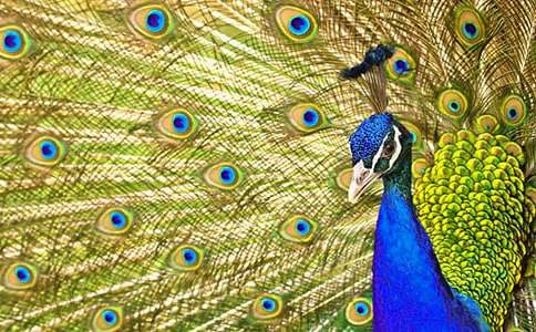 读《孔雀东南飞》有感（通用30篇）