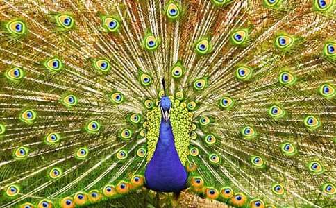 精选孔雀动物的作文合集十篇