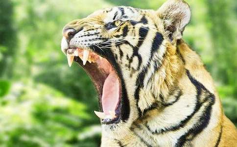 《小老虎历险记》读后感13篇