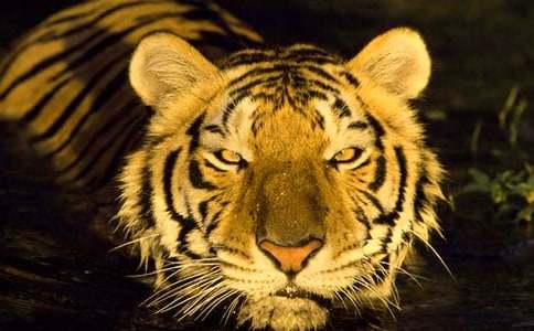 《小老虎》教案