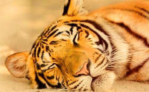 老虎来了大班教案