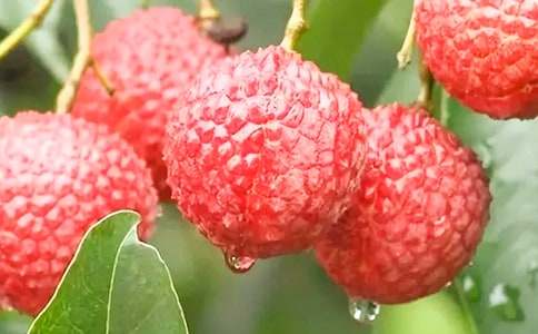 介绍荔枝的作文