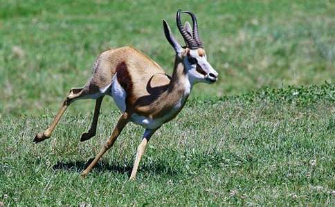 《羚羊木雕》教案