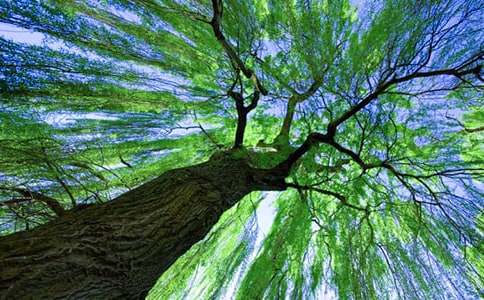 《小柳树和小枣树》教案