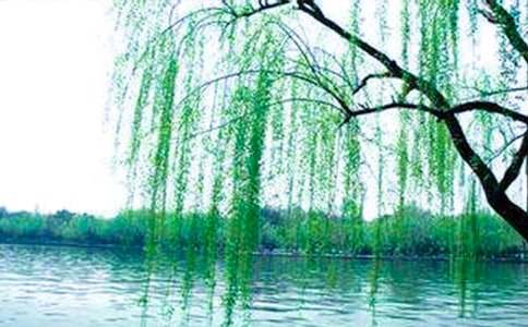 关于柳树的小学作文