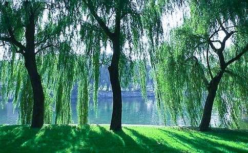 一年级柳树醒了教案（精选21篇）