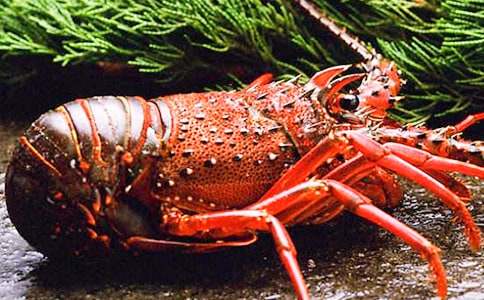 麻辣小龙虾作文常用[2篇]