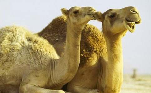 《骆驼王子》读后感合集（15篇）