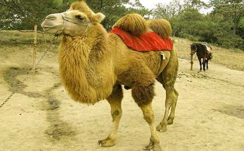 找骆驼优秀教案（精选15篇）