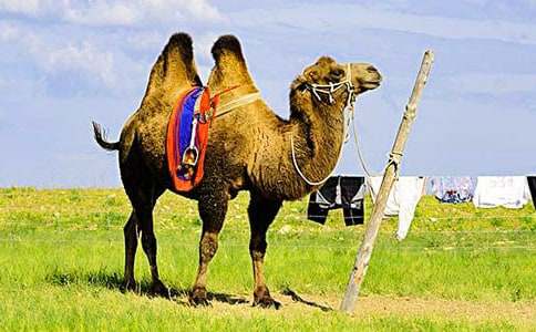 骑骆驼作文15篇(热门)