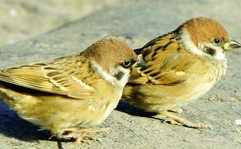 《小麻雀》教案范文九篇