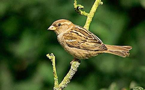 小麻雀教案范文6篇