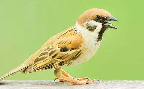 捉麻雀作文[必备10篇]