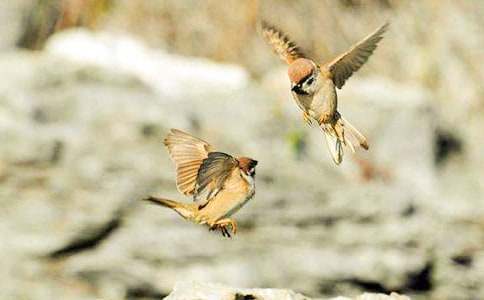 《麻雀》读后感实用15篇