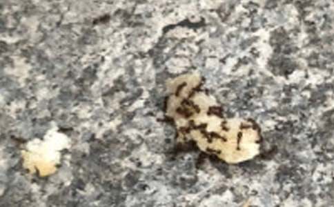 《小蚂蚁》中班教案