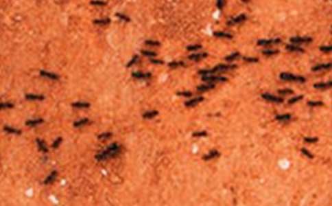 《蚂蚁和蝈蝈》教案