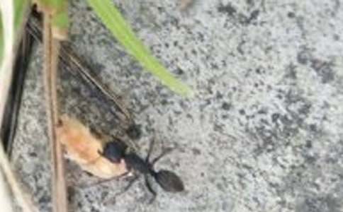 《小蚂蚁》教案