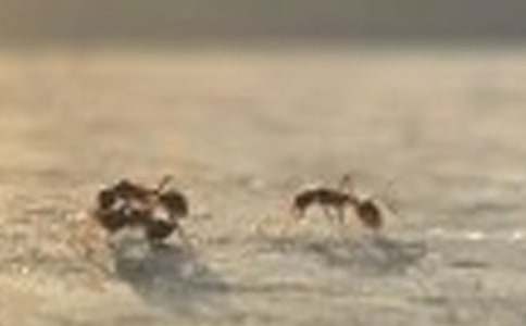 蚂蚁搬豆大班教案