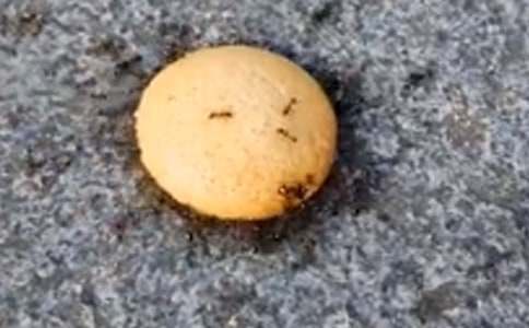 《别惹蚂蚁》观后感