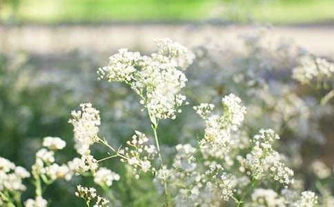 满天星花语是什么