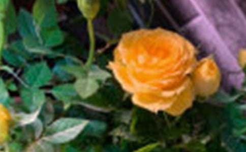 紫玫瑰的花语3篇