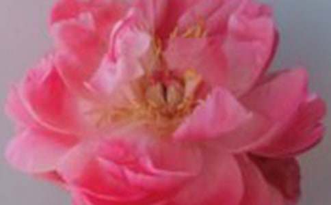 【热门】紫色玫瑰花语