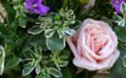 香槟玫瑰的花语是什么含义