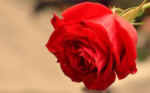 不同数量玫瑰花的花语